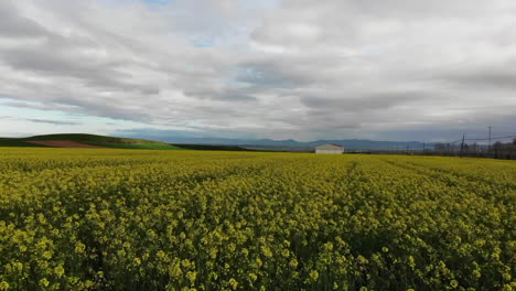 Imágenes-Aéreas-De-Campos-De-Canola-Con-Flores-Amarillas-Y-Montañas-A-Lo-Lejos