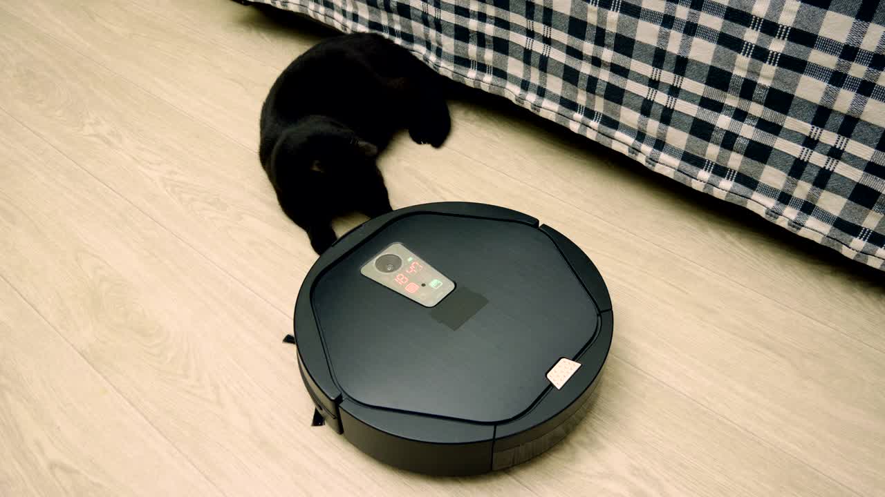 el gato negro jugando con el aspirador robótico limpiando el revestimiento del piso. 4k