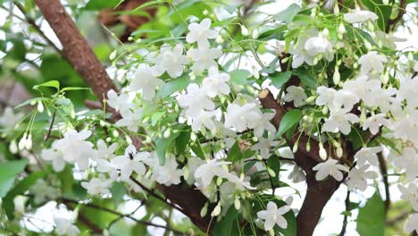 white water jasmine flowers on a tree