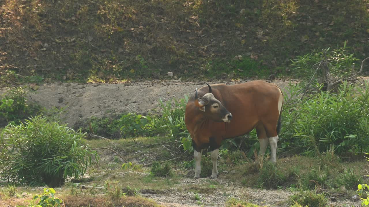 mirando hacia la izquierda luego gira la cabeza para mirar hacia atrás mientras se mueve hacia adelante para continuar alimentándose, tembadau o banteng bos javanicus, tailandia