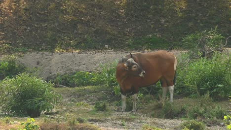 Facing-to-the-left-then-turns-its-head-to-look-back-as-it-moves-forward-to-continue-feeding,-Tembadau-or-Banteng-Bos-javanicus,-Thailand