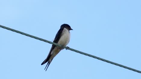 barn swallow perched on wire against clear blue sky, wildlife