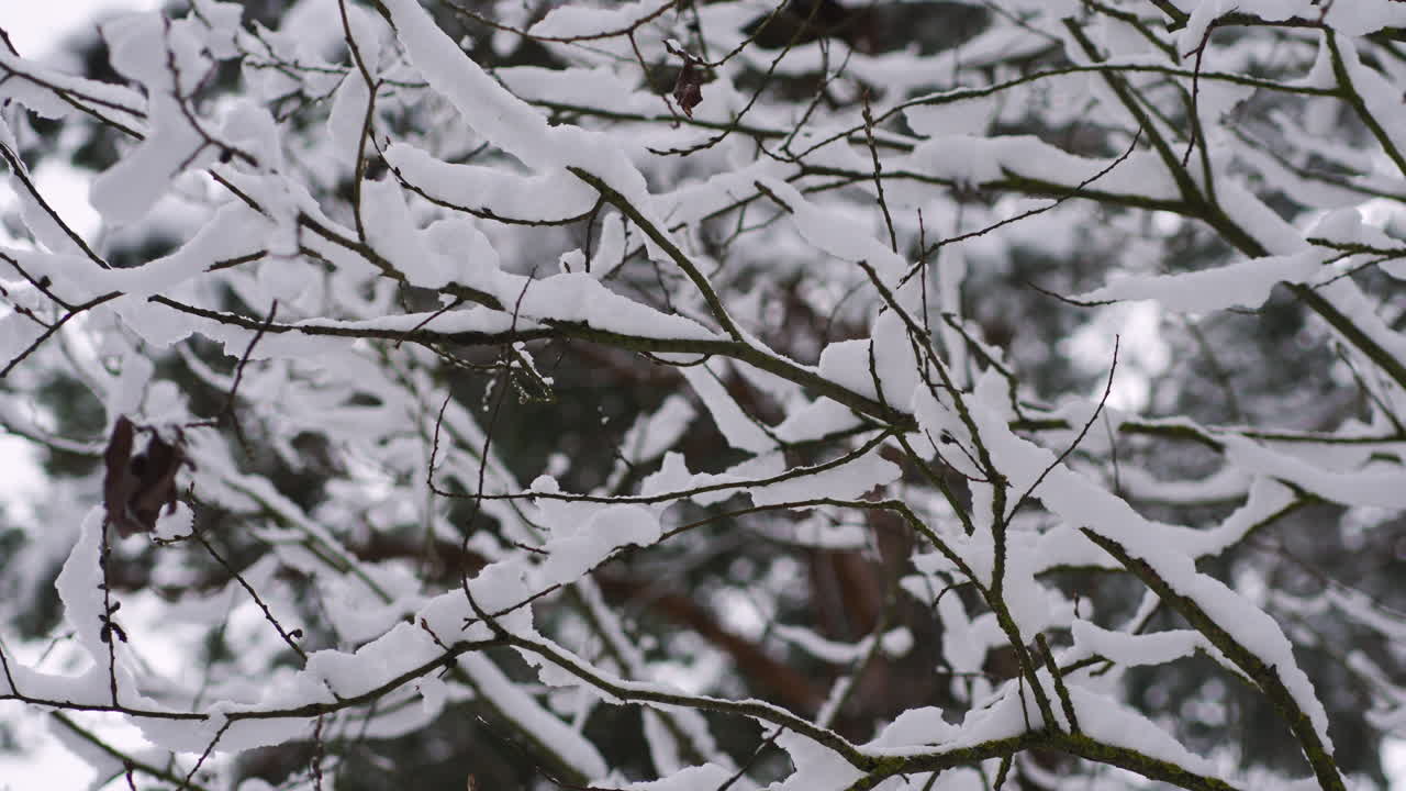 Closeup pine tree with snow