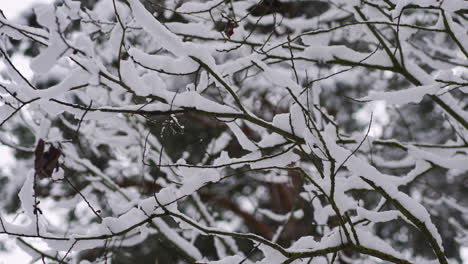 Nahaufnahme-Einer-Kiefer-Mit-Schnee