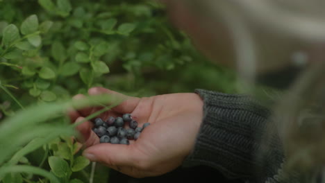 Nahaufnahme-Der-Hände-Eines-Schönen-Nordischen-Blonden-Mädchens,-Das-Mit-Bloßen-Händen-Blaubeeren-Im-Zielwald-Auf-Dem-Karhunkierros-Pfad-Im-Oulanka-Nationalpark,-Finnland,-Pflückt