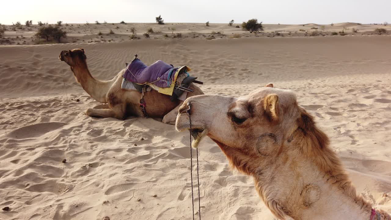 fotografía estática de dos camellos descansando en el desierto de thar cerca de jaisalmer, rajasthan, india