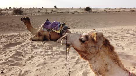 static shot of two camels resting in thar desert near jaisalmer, rajasthan, india