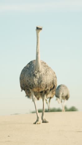 female ostrich walking on a road in safari park