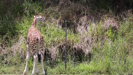 a giraffe and zebra peacefully grazing in a field