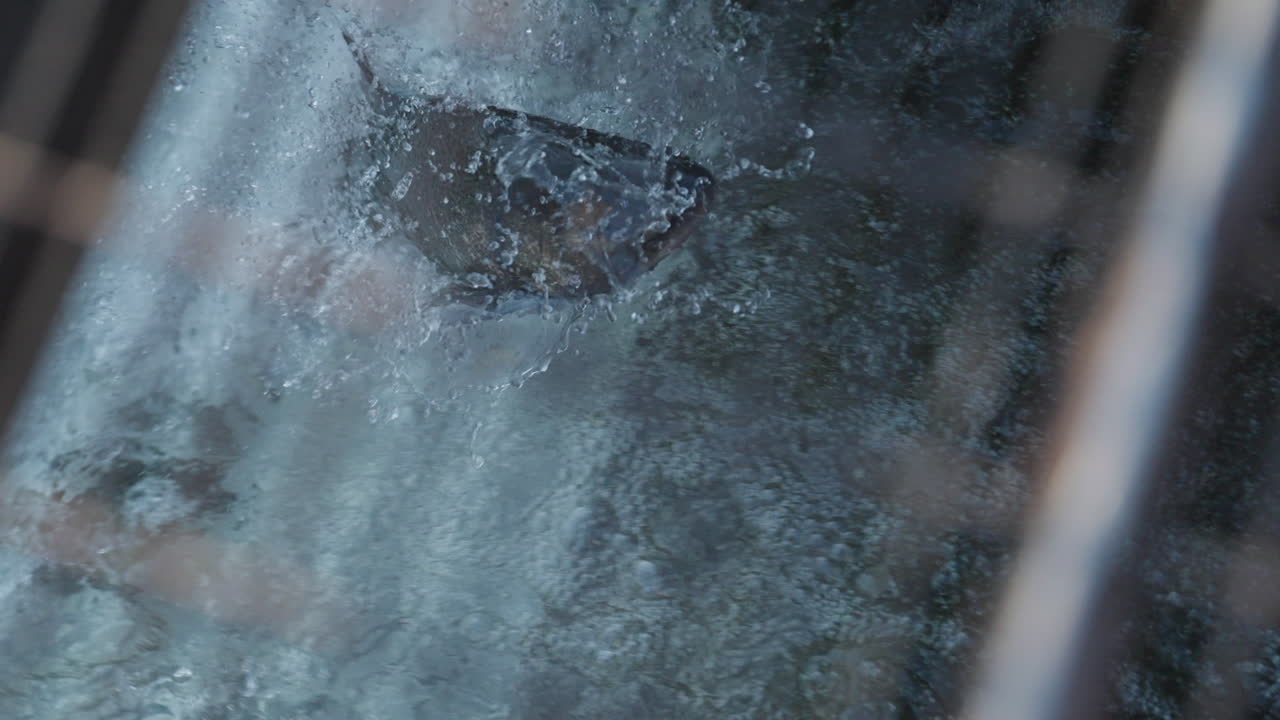 Slow motion of salmon jumping in Ganaraska River, Ontario, Canada