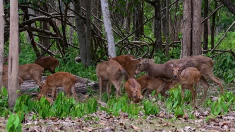 El-Ciervo-Del-Campo-Es-Una-Especie-En-Peligro-De-Extinción-Debido-A-La-Pérdida-De-Hábitat-Y-La-Caza