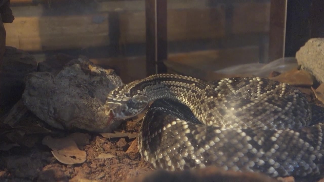 Serpente Crotalus durissus, o serpente a sonagli sudamericano. Cascavel brasiliano in cattività.