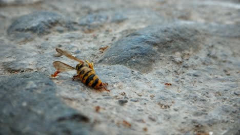 Un-Equipo-De-Hormigas,-Llevando-Una-Avispa-En-Las-Calles-De-España