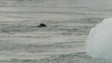 jökulsárlón - a large adult seal swims past icebergs in the glacial lagoon, a popular tourist destination in iceland