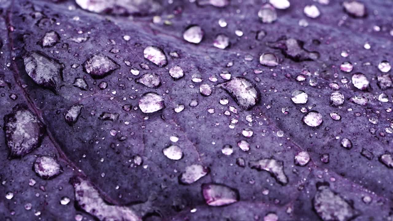 빨간 양상추 잎에 떨어지는 물방울의 슬로우모션 샷