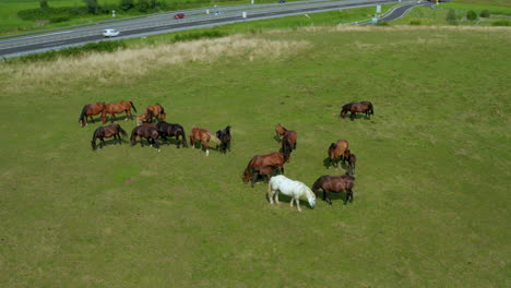 Horses-grazing-on-pasture,-aerial-view-of-green-landscape-with-a-herd-of-brown-horses-and-a-single-white-horse,-European-horses-on-meadow