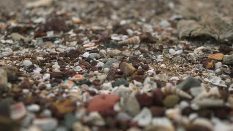 seashells, pebbles, and small rocks scattered on a sandy beach, showcasing natural textures