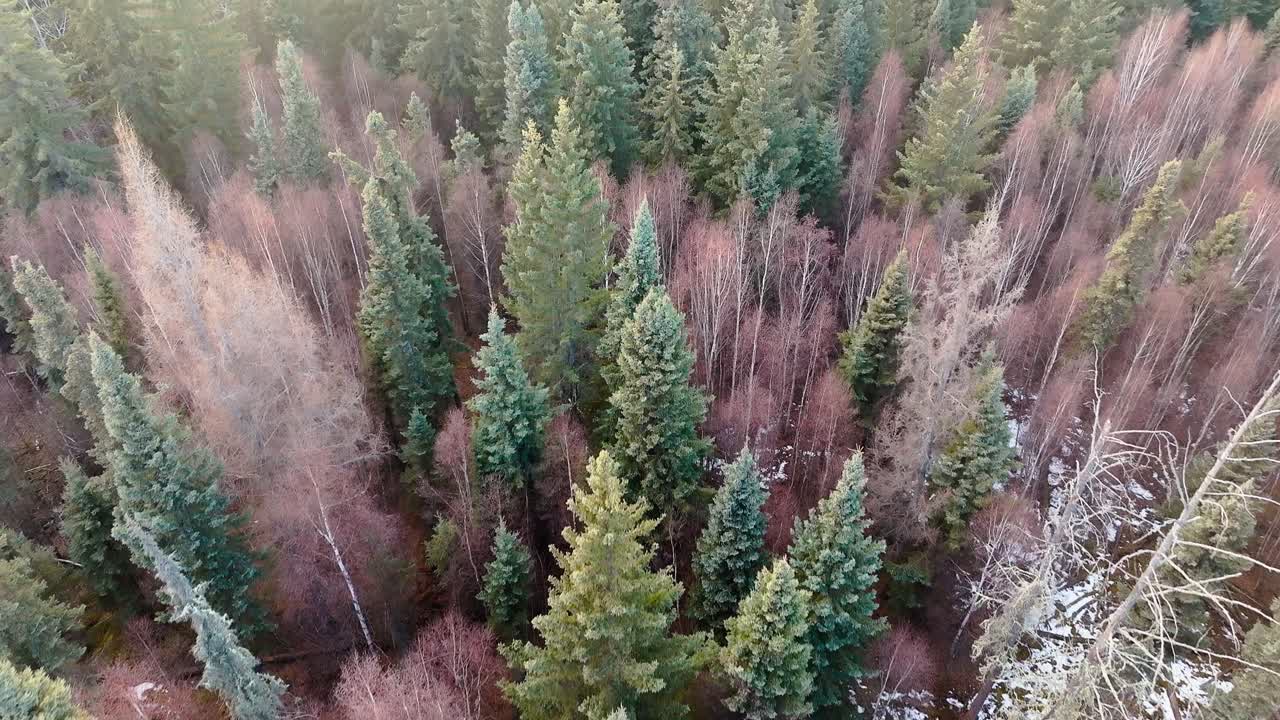 vuelo lento del dron sobre un bosque invernal