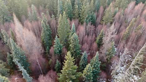 vuelo lento del dron sobre un bosque invernal
