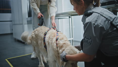 airport security check of a golden retriever