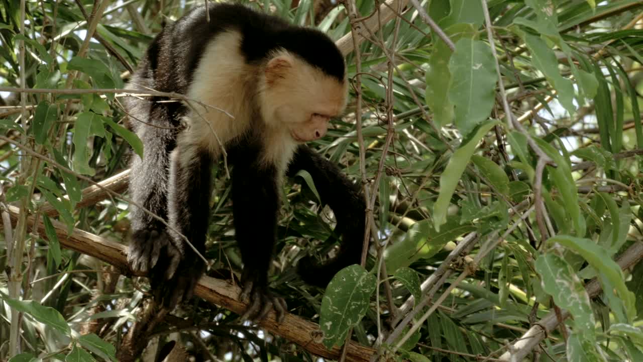Wild White Faced monkey.