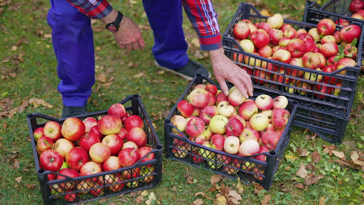 Fresh picked apple harvesting on farm. Red ripe apples harvesting in the field.