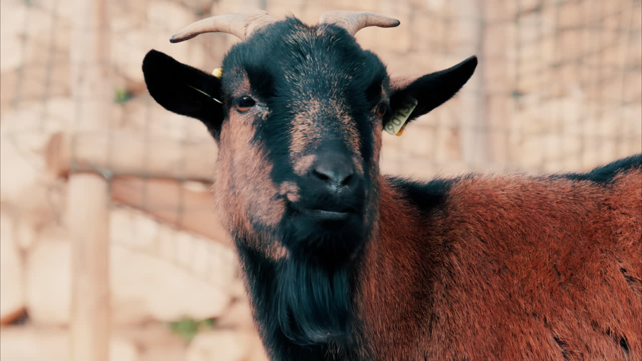 Close up of a Brown Shorthair Goat on a blurry background