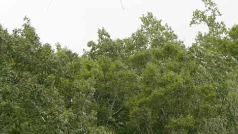 Wind-Wirft-Waldbäume-In-Pennsylvania