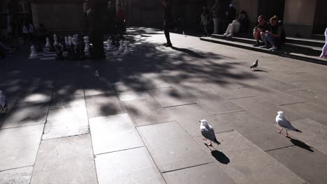 seagulls walking on a busy street in melbourne