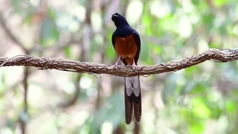 shama de rabadilla blanca encaramado en una vid con fondo bokeo del bosque, copsychus malabaricus, en cámara lenta