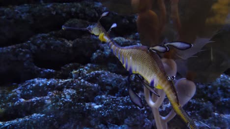 un colorido dragón marino en un acuario