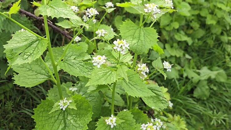 Mustard Garlic plant (Alliaria petiolata) or Jack-by-the-hedge, on a British roadside hedge.