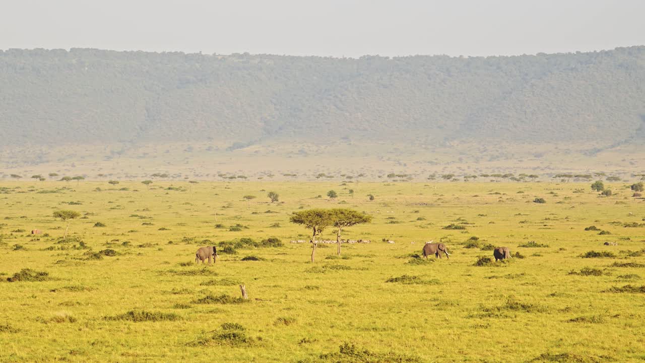 Aerial Shot of a Herd of Elephant, African Animal in Maasai Mara in Africa, Kenya Hot Air Balloon Ride Flight View Flying Over Amazing Beautiful Savanna Landscape Scenery in Masai Mara From Above