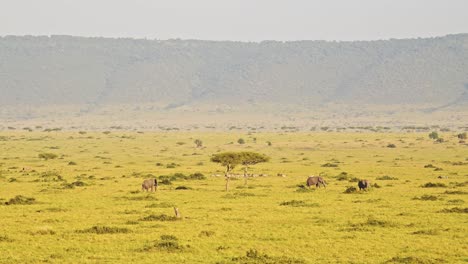 Aerial-Shot-of-a-Herd-of-Elephant,-African-Animal-in-Maasai-Mara-in-Africa,-Kenya-Hot-Air-Balloon-Ride-Flight-View-Flying-Over-Amazing-Beautiful-Savanna-Landscape-Scenery-in-Masai-Mara-From-Above