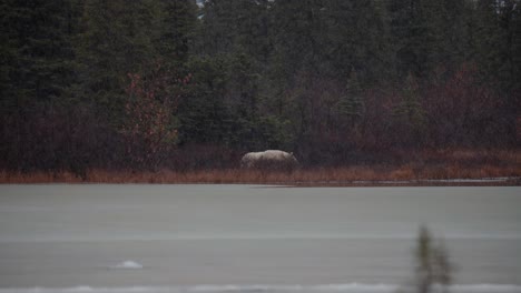 Long-shot-of-a-sleeping-polar-bear-beside-a-pond-in-the-sub-arctic-brush-and-trees-of-Churchill,-Manitoba