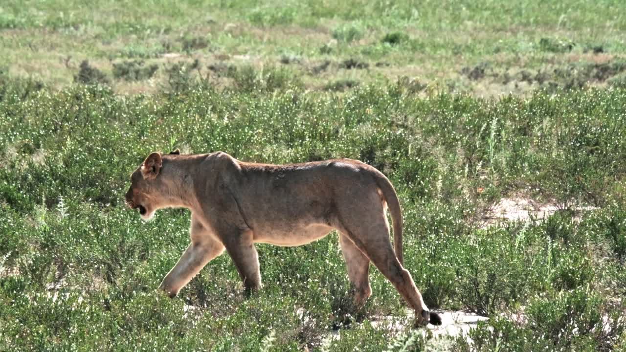 A Kalahari lioness walking across the plains after the rains with lush green grass and foliage