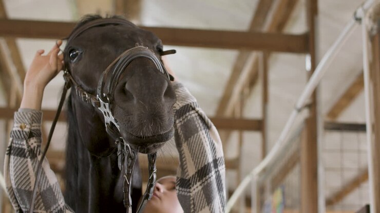 Young Brunette Woman Taking Care And Preparing Black Horse For Riding