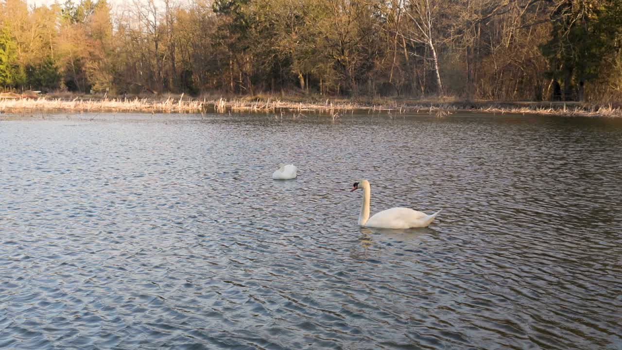 Beautiful two graceful swans on a lake at sunset