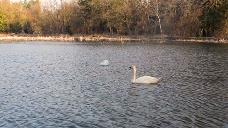 beautiful two graceful swans on a lake at sunset