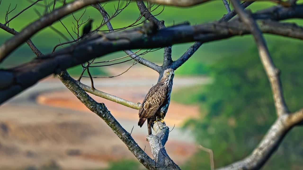 Changeable Hawk-eagle Perched On A Tree Branch. - wide sot