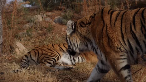 Bengalischer-Tiger-Legt-Gras,-Ein-Anderer-Tiger-Geht-Durch-Den-Rahmen