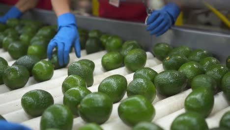 trabajador cortando y seleccionando aguacates en una cinta transportadora