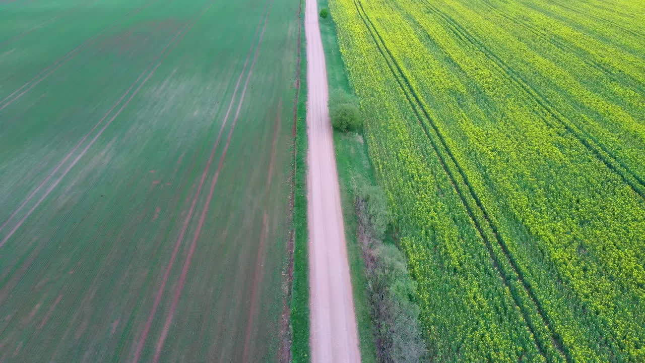 꽃이 만발한 카놀라 꽃과 시골길로 들판 위를 비행하다