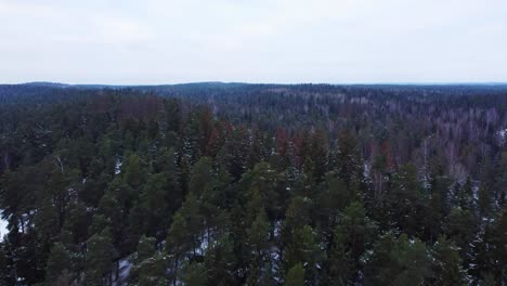 lush evergreen spruce forest during winter, dolly forward view