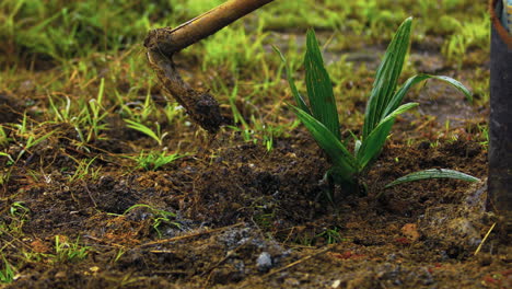 cavando una joven plántula de palmera coyol macauba en una plantación de aceite en brasil