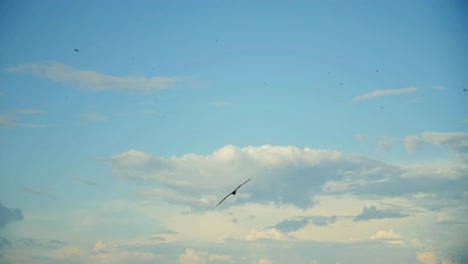 bird of prey soaring over a river and forest