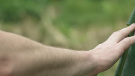 A person gently touching the large leaf of a plant in Koh Samui, Thailand, symbolizing a connection with nature and the peaceful, mindful approach to exploring tropical environments.
