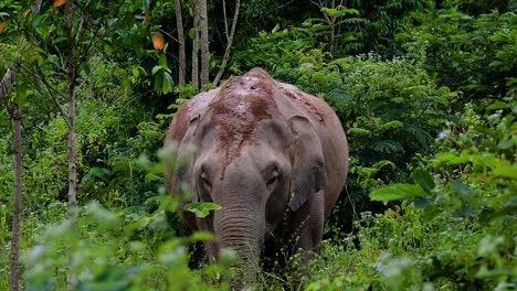 Die-Asiatischen-Elefanten-Sind-Vom-Aussterben-Bedroht-Und-Sie-Sind-Auch-In-Thailand-Beheimatet