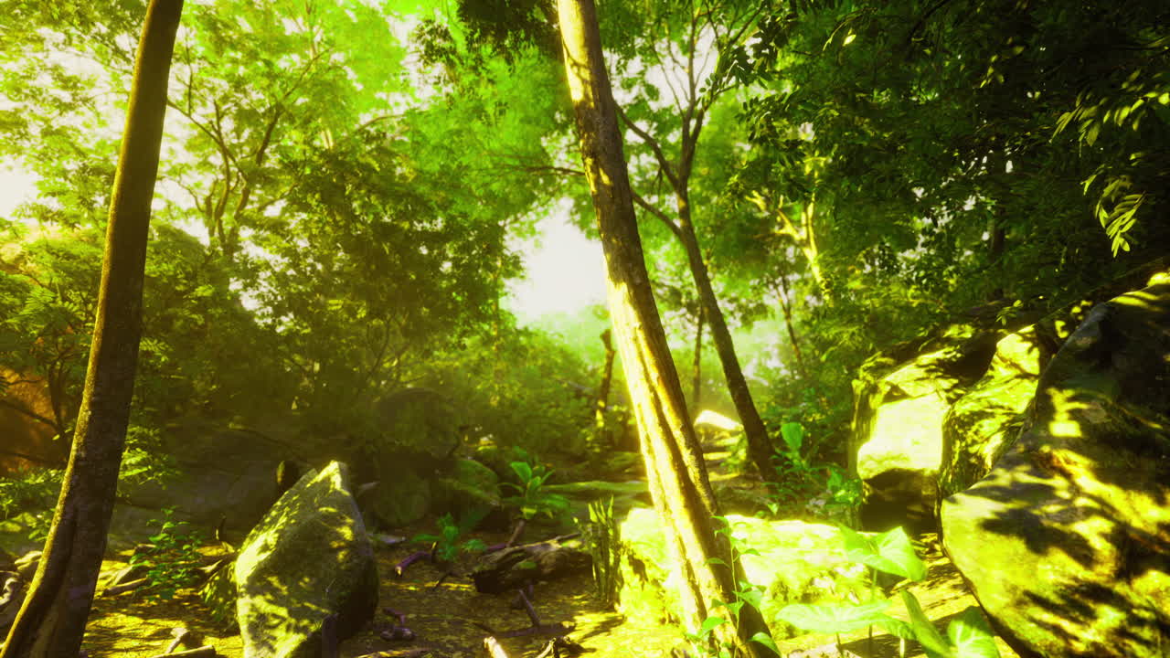 Sunlight filters through lush trees in an enchanting forest landscape