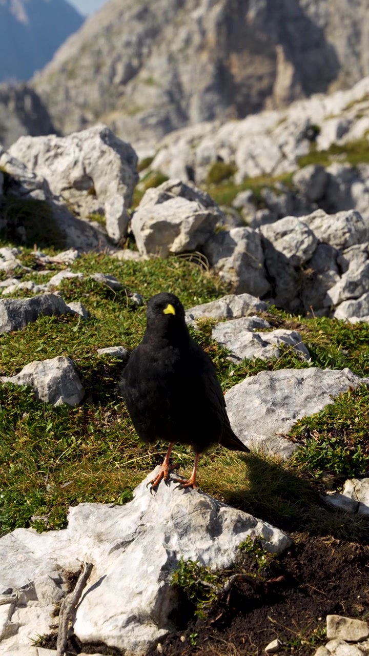 Primo piano verticale 4K, gracchio alpino (Pyrrhocorax graculus) appollaiato su una cima rocciosa a Bovški Gamsovec nelle Alpi Giulie, Slovenia, con sfondo di terreno montuoso